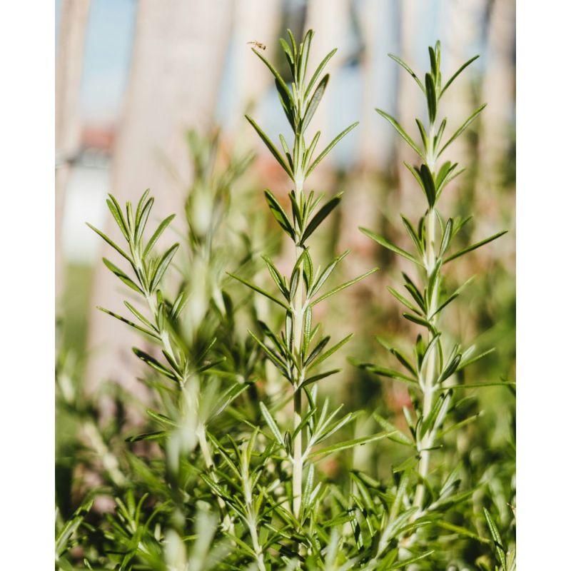 Acca Kappa BURRO CORPO AROMATICO Vendite Flash